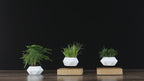 🌱Levitating Magnetic Plant Pot – Floating Mini Bonsai Display